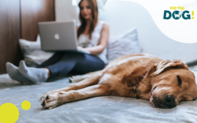 Il cane animale sociale
